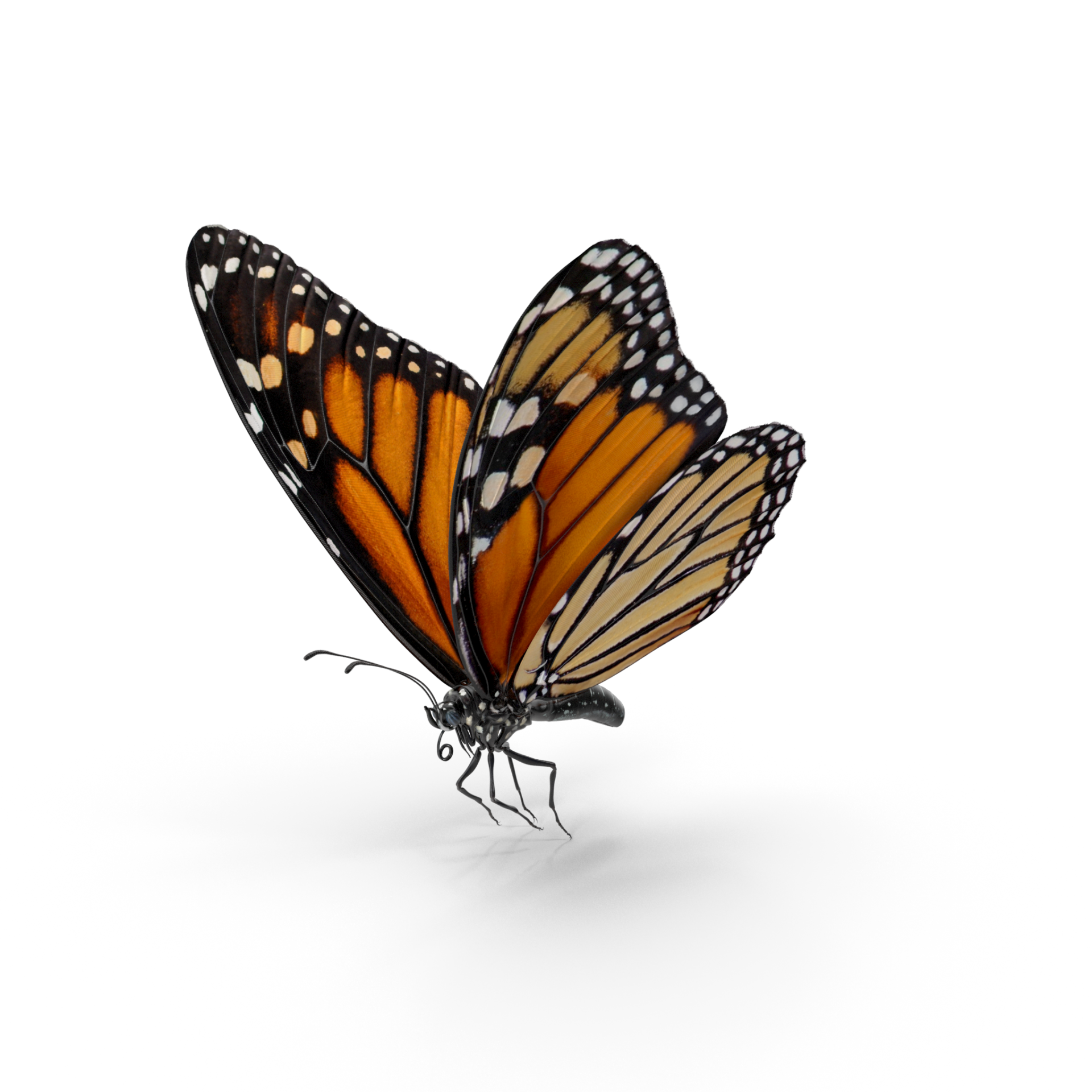 Milkweed Butterfly Flying Pose